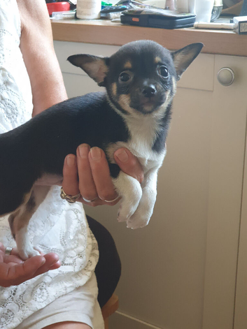 Chihuahua puppies ready now Alford Lincolnshire