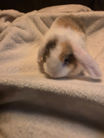 6 mini lop rabbits