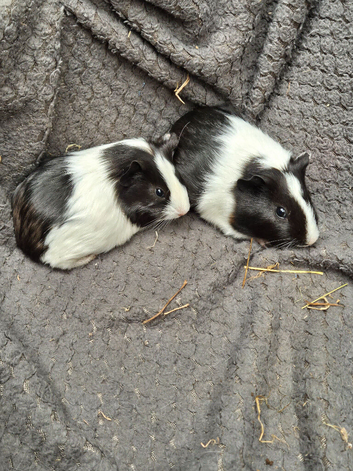 Guinea Pigs looking for new homes
