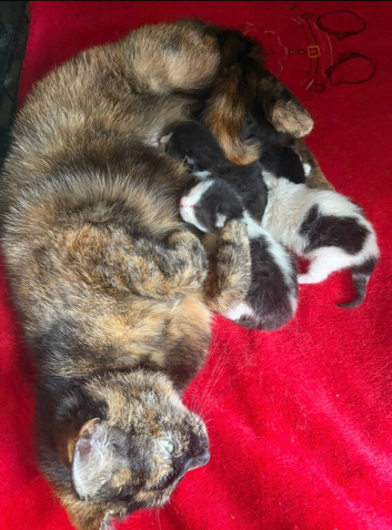 4 kittens for sale