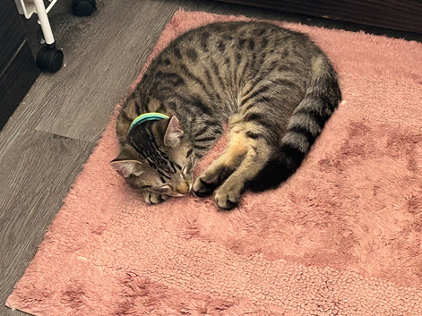 Kitten