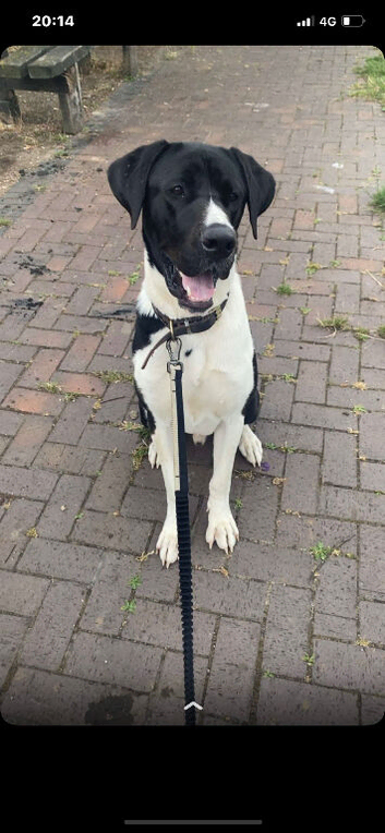 Great Dane cross for sale