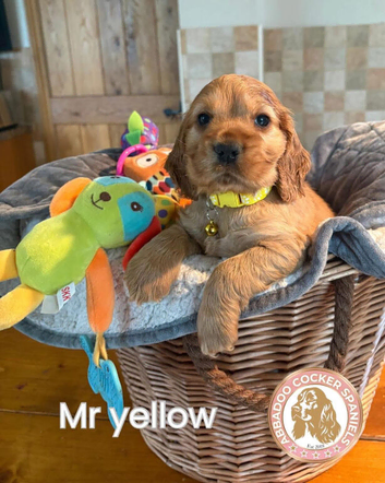 Golden show cocker spaniels