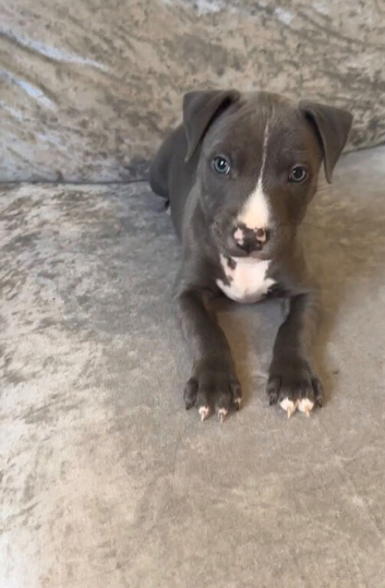 Blue staff puppy