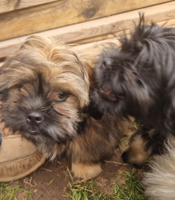 Shih tzu Puppies ready to change home.