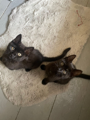 Black spotted bengals (available now)