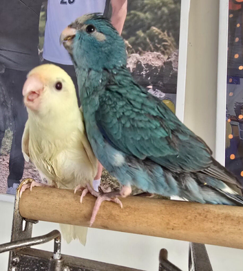 Kakarikis Handreared