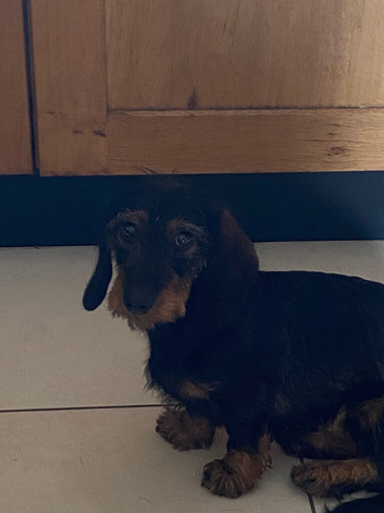 Wire hair dachshund