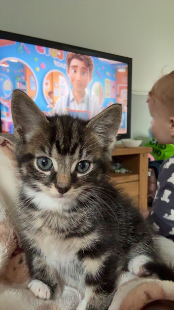 8week old kitten