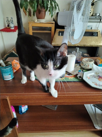 Mixed nice kitten