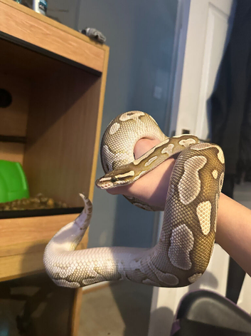 Beautiful lesser ball python