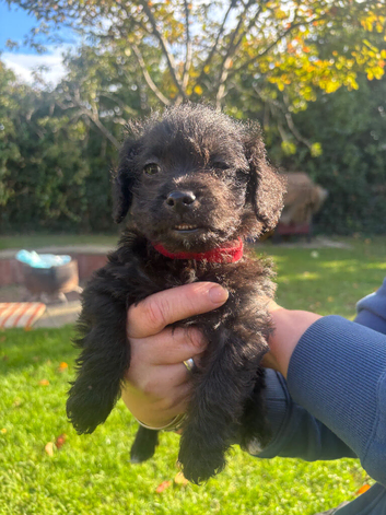 Jackapoo boy