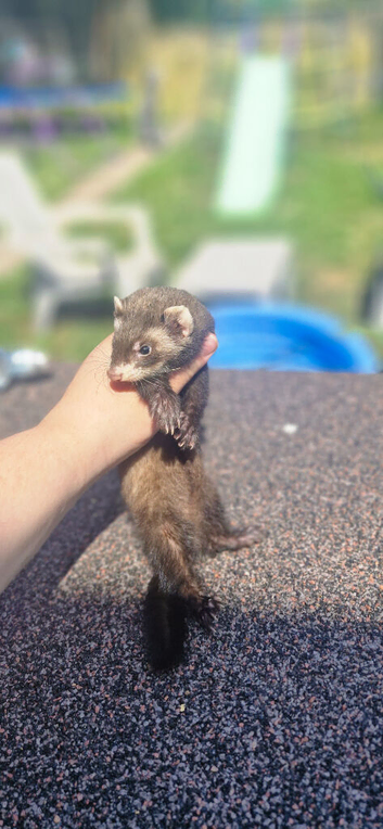 Polecat jill kit