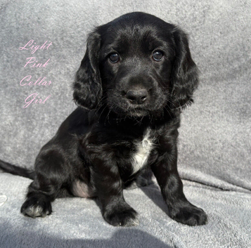 Gorgeous KC reg Cocker Spaniel pups (working type)