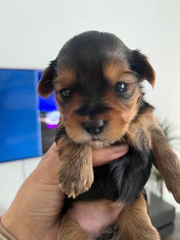 Yorkshire pure terrier 2 girls left