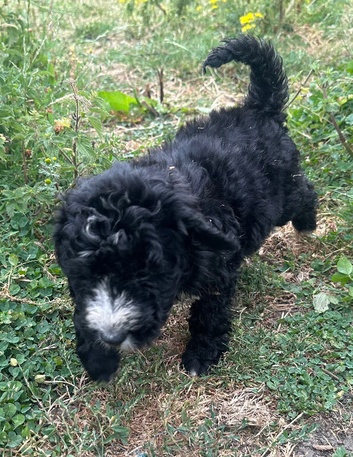 F1 STANDARD BLACK AND WHITE BERNADOODLE GIRLS
