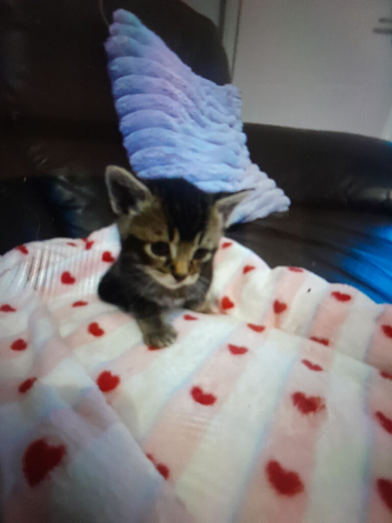 2 Beautiful kittens for sale