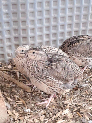 Quails: Point of Layin, 8 Weeks, 6 Weeks and a day old chicks available