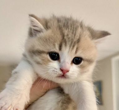 GCCF BI - colour kittens - Blue eyes