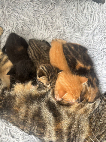Kittens