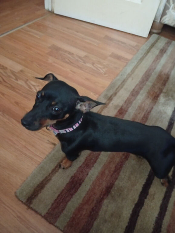 Jack Russell cross dashhound all up-to-date injections
