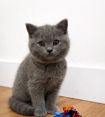 BEAUTIFUL BRITISH SHORT HAIR KITTENS READY FOR LOVING HOMES