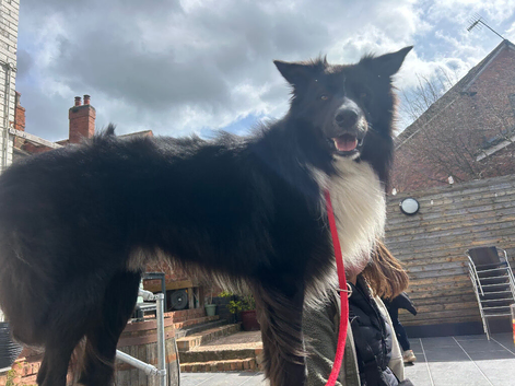 Kennel club pedigree border collie for stud