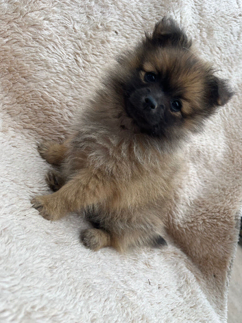 Pomeranian puppy female