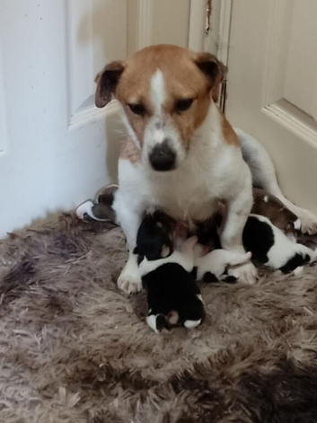 Jack Russel Boys