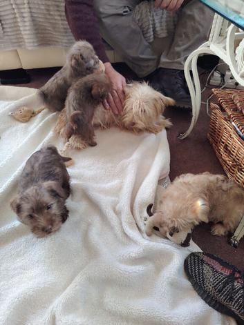 Norfolk Terrier Puppies for sale
