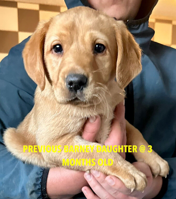 RKC REG'D GOLDEN YELLOW BEAUTIFUL LAB PUPS