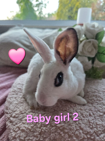Baby mini rex bunnies