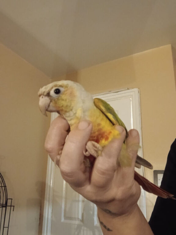 Hand Reared Baby Conure Parrots
