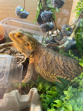 Bearded dragon