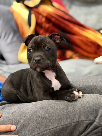 Champion, Health tested kc staff puppies