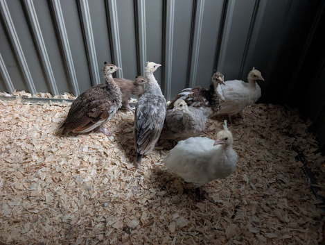Beautiful peachicks for sale