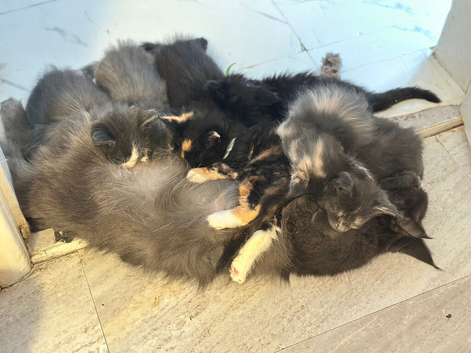 Pure Maine Coons Kittens