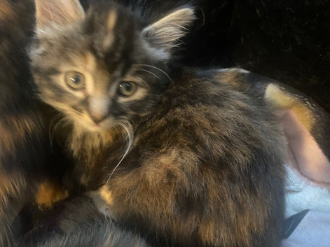 Kittens for sale