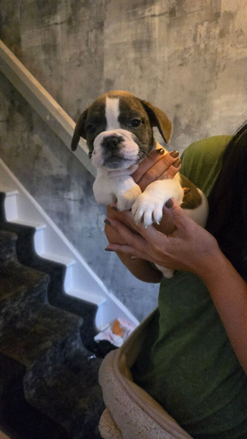 French bulldog x boston