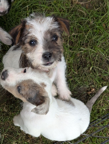 terrier