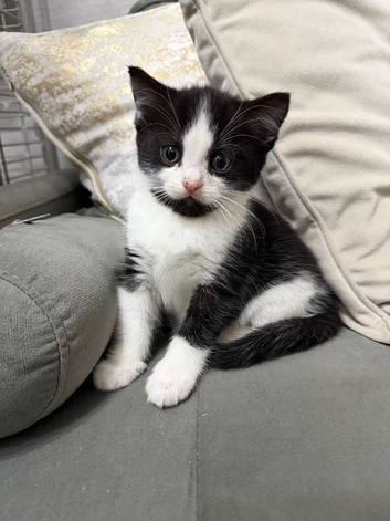 Charming Ragdoll / Turkish Angora Female Kitten Available for Adoption, 9 Weeks Old