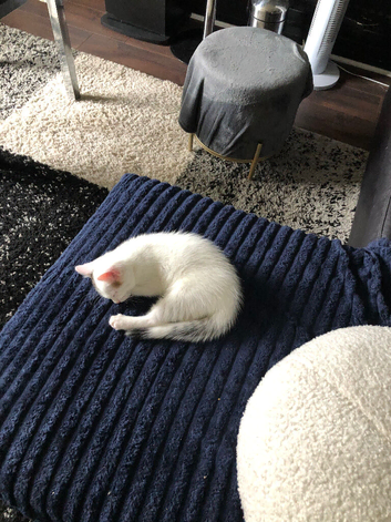 White kitteb