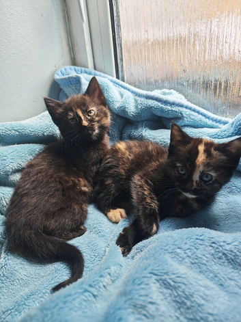 GIRLS KITTENS