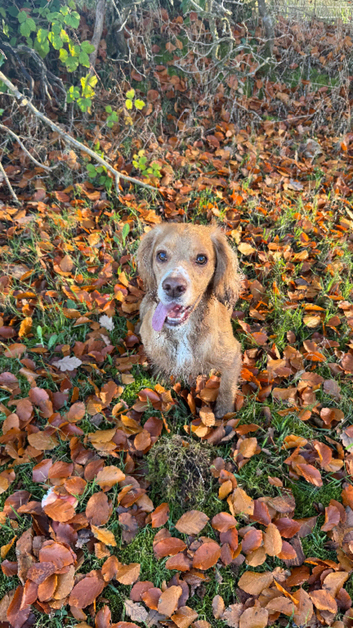 Cocker stud
