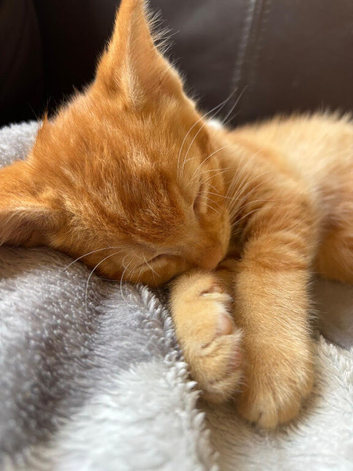Kittens for sale