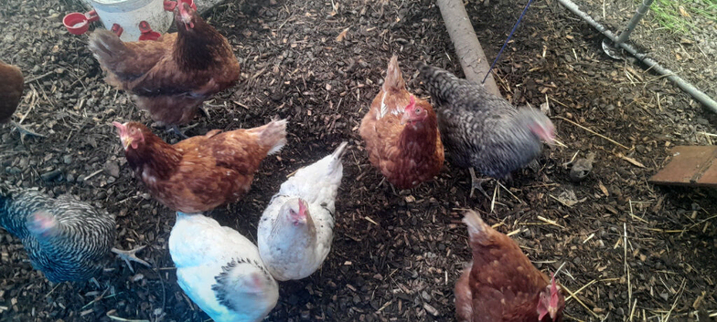 Warren laying hens