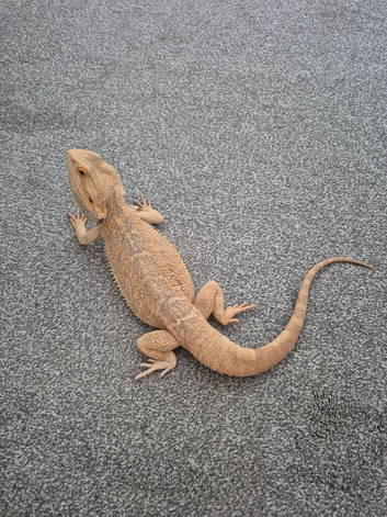 1 year old bearded dragon