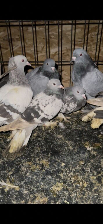 Turkish takla
