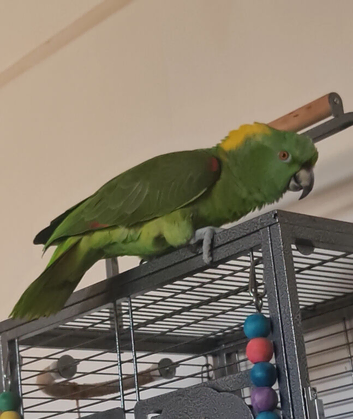 Male Yellow Naped Amazon