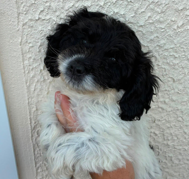 Beautiful cockapoo puppies